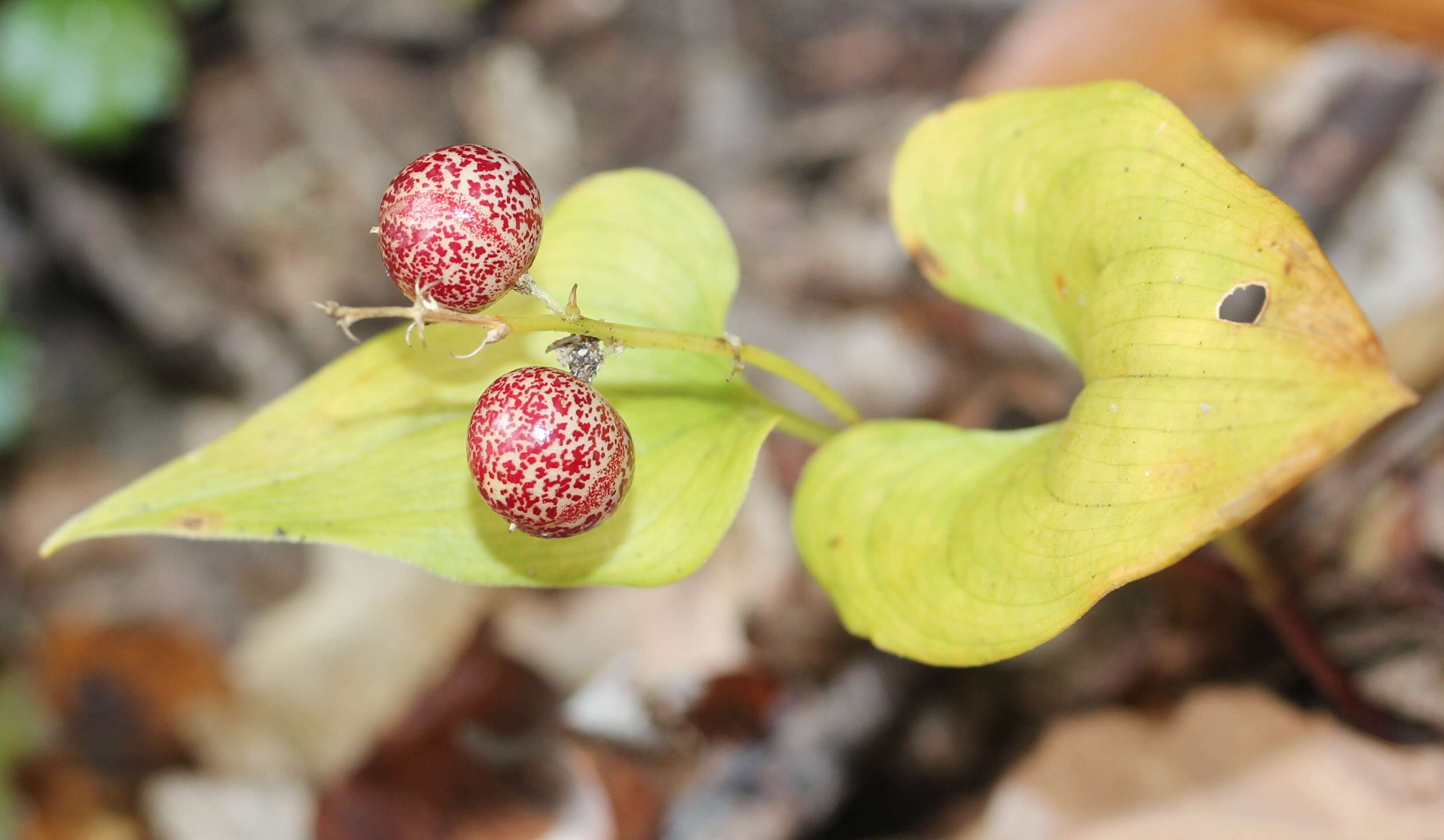 Imagem de Maianthemum dilatatum (Alph. Wood) A. Nelson & J. F. Macbr.