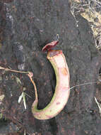 Image of Nepenthes kampotiana Lecomte