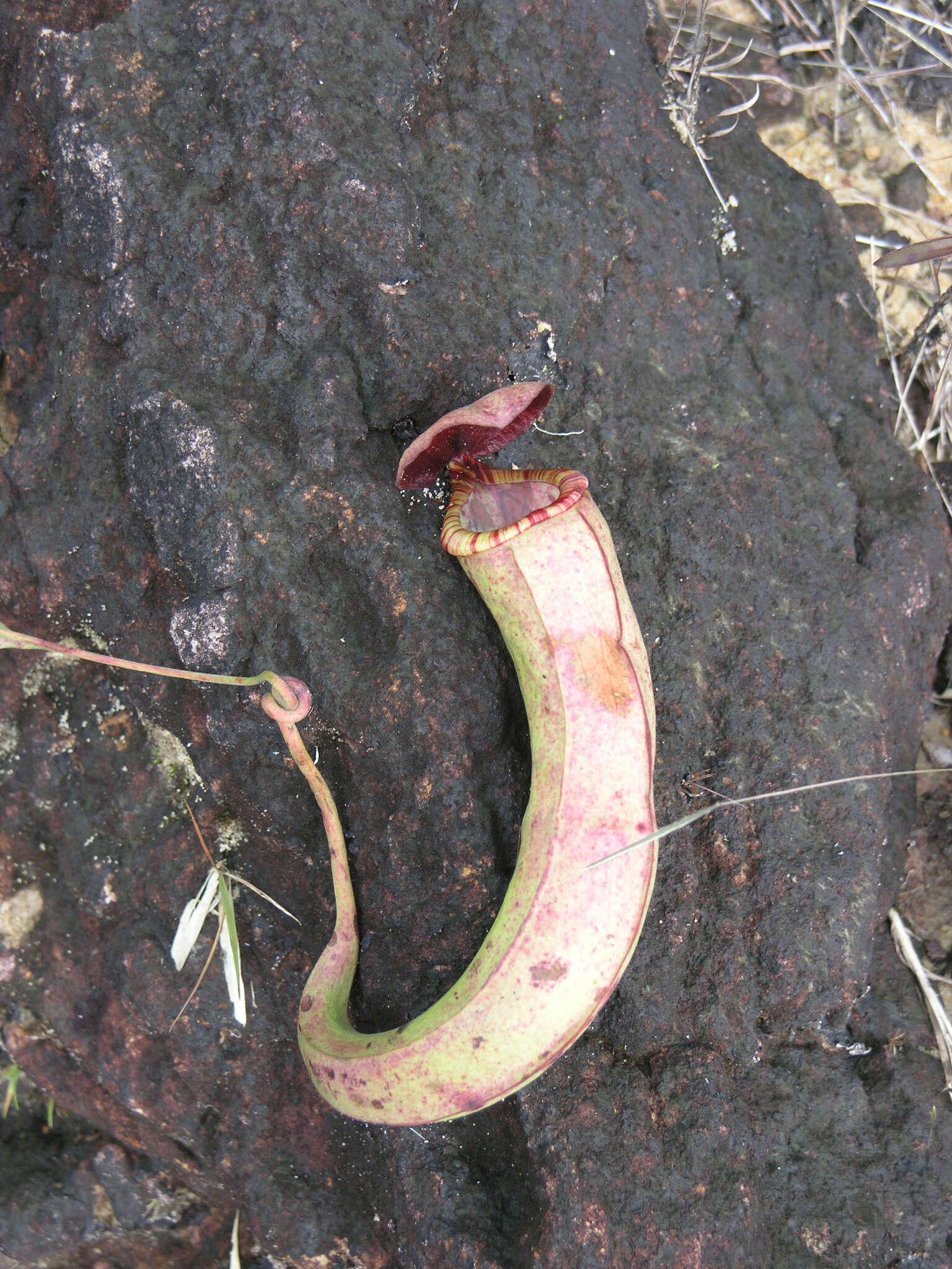 Image of Nepenthes kampotiana Lecomte