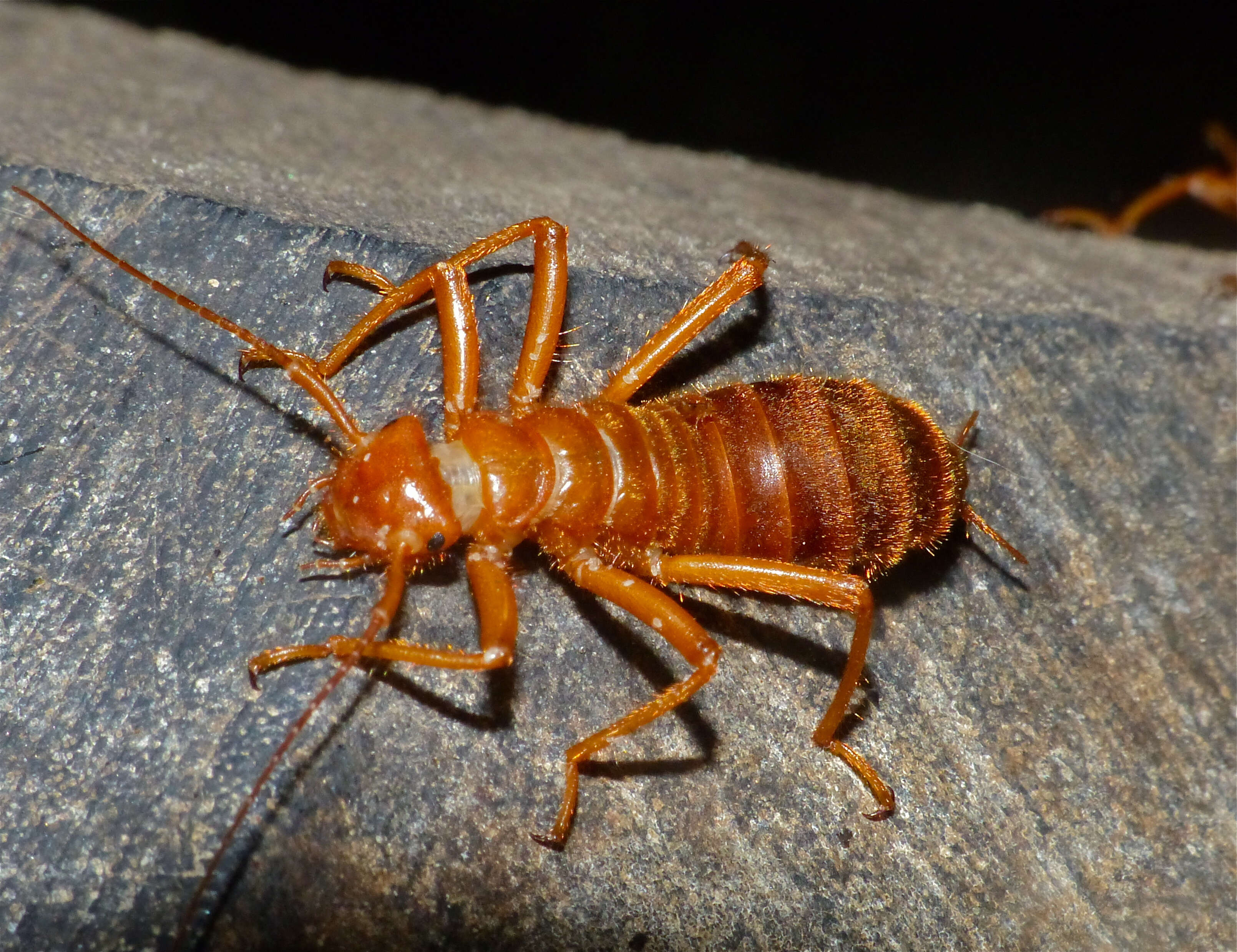 Image of Arixeniidae