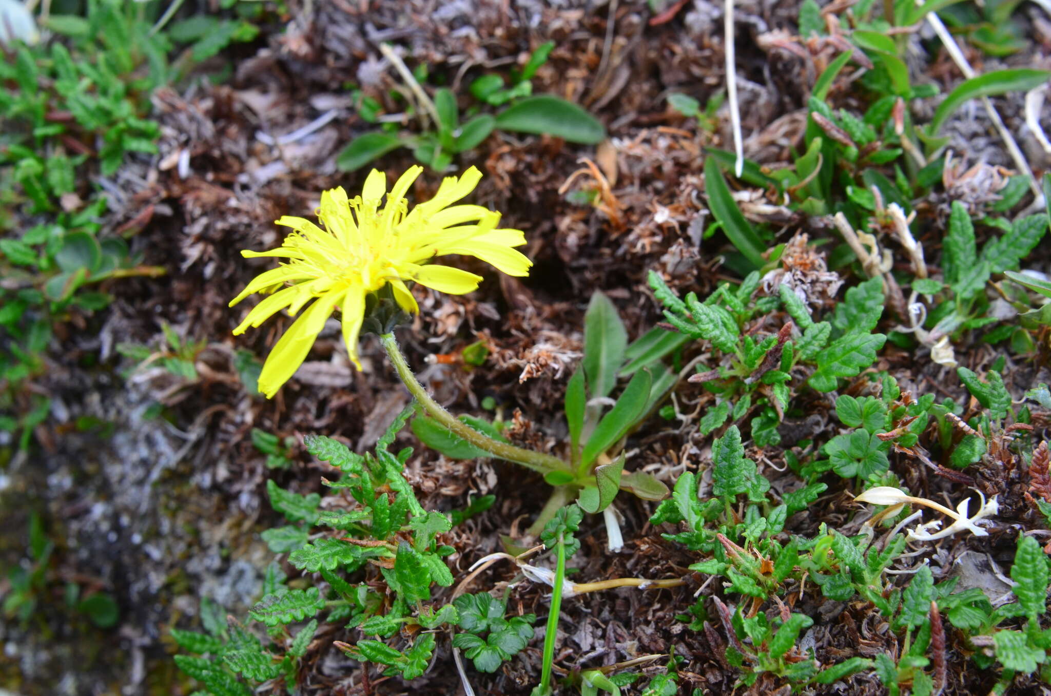 Image of northern dandelion