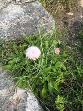 صورة Scabiosa africana L.