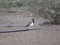 Image of Vanellus indicus aigneri (Laubmann 1913)