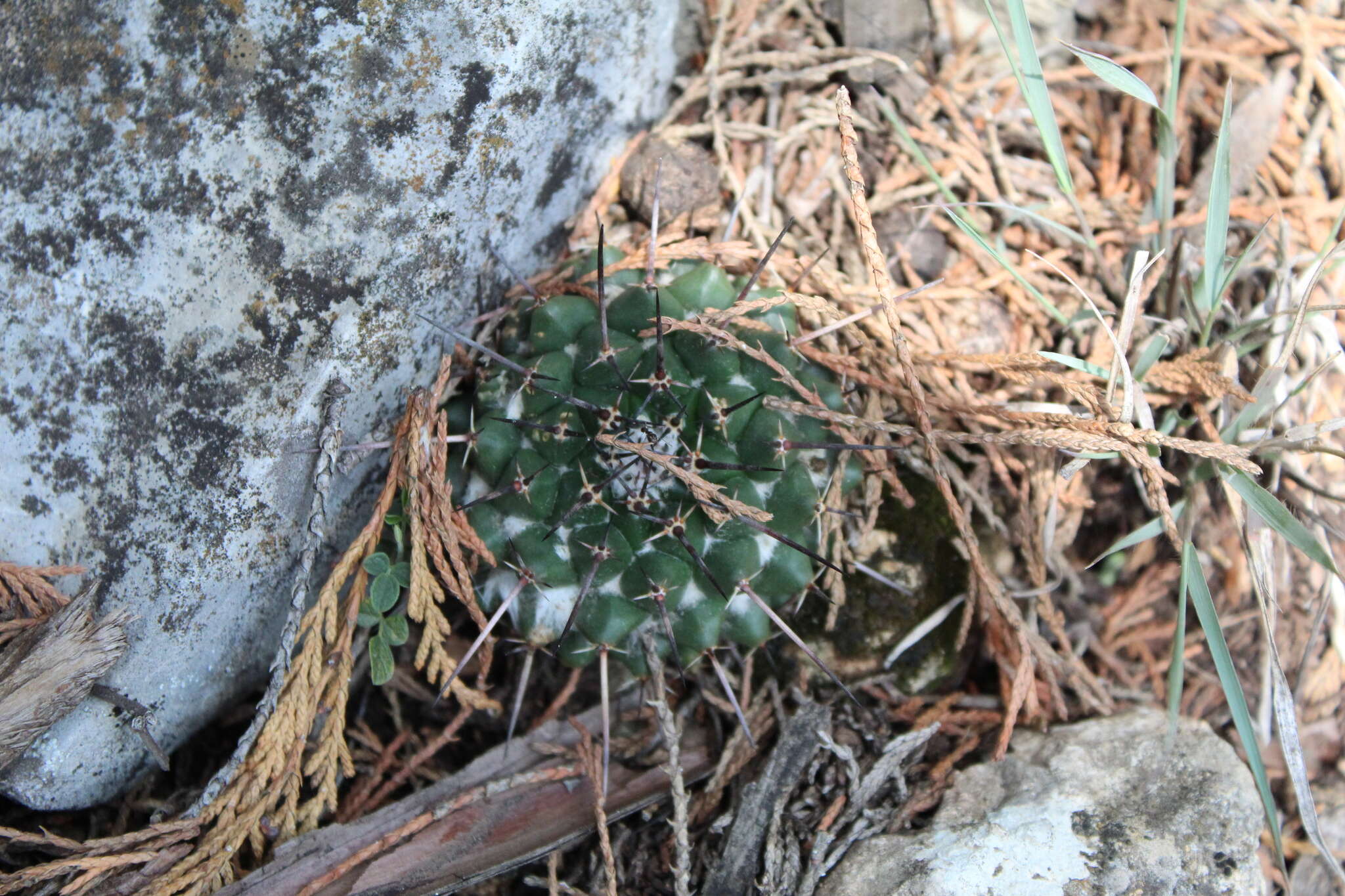 Image of Mammillaria winterae Boed.