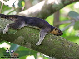 Image of Cream-coloured giant squirrel