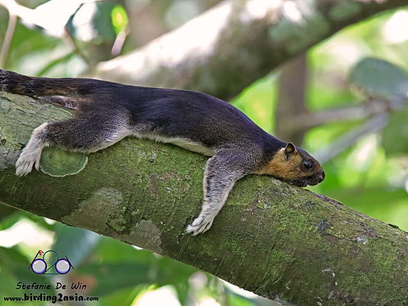 Image of Cream-coloured giant squirrel