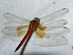 Image of Neurothemis intermedia (Rambur 1842)