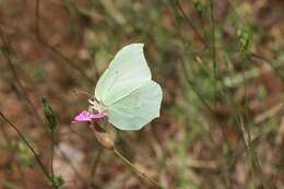 Image of Gonepteryx rhamni transiens Verity 1913