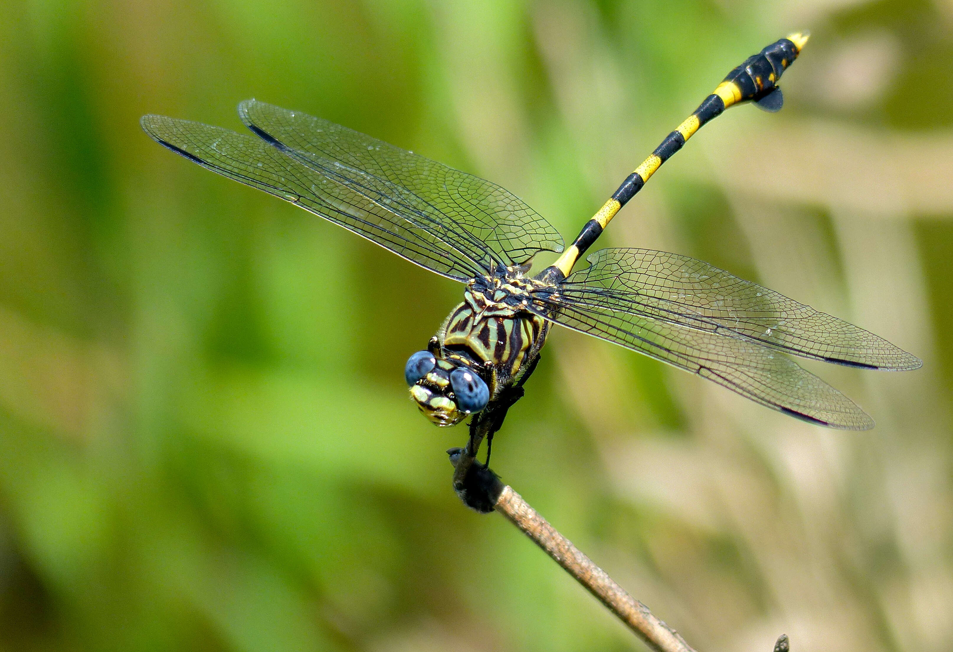 صورة Ictinogomphus ferox (Rambur 1842)