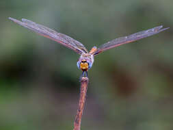 Tramea basilaris (Palisot de Beauvois 1817) resmi