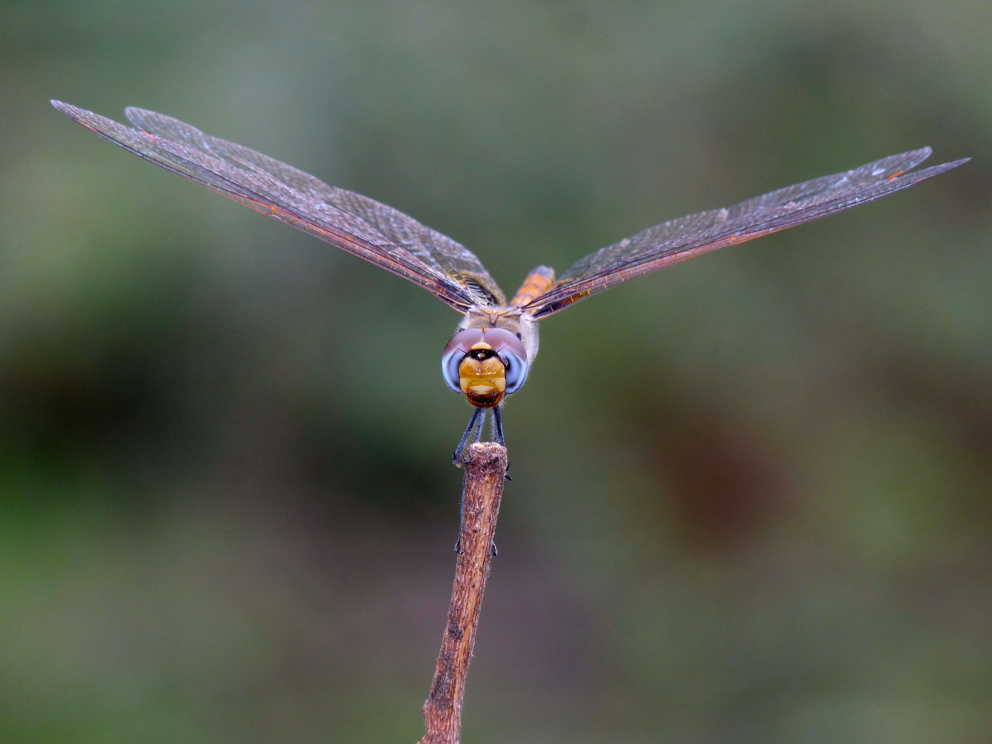 Image of Keyhole Glider