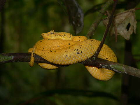 Image of Eyelash Viper