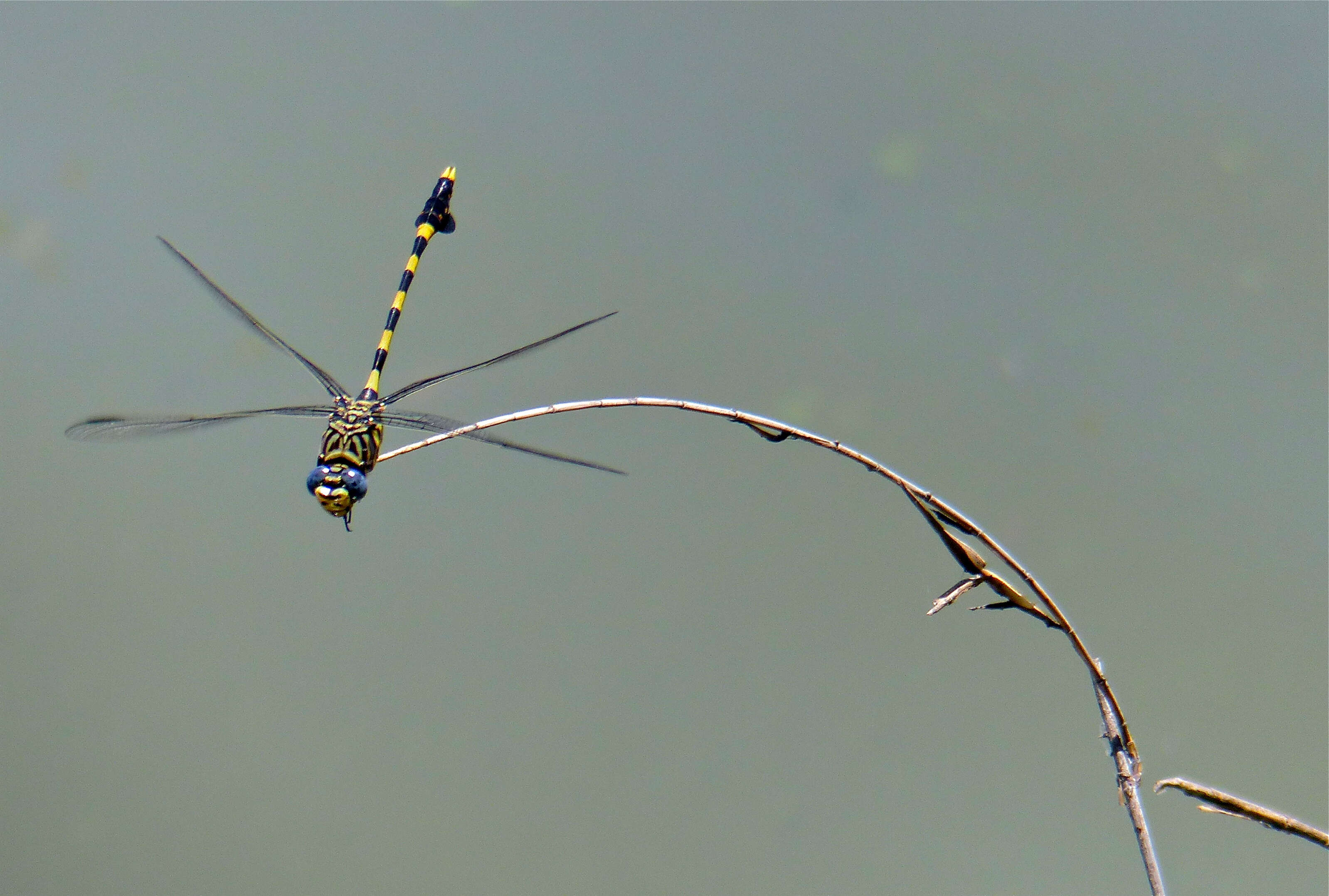 صورة Ictinogomphus ferox (Rambur 1842)