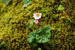 Image of Begonia pleiopetala A. DC.