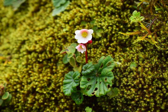 Image of Begonia pleiopetala A. DC.