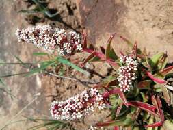 Слика од Crassula capitella subsp. thyrsiflora (Thunb.) Tölken