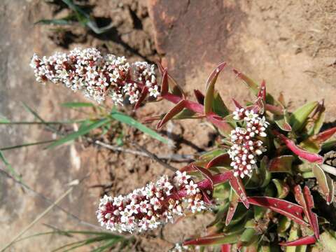 Image of Crassula capitella subsp. thyrsiflora (Thunb.) Tölken