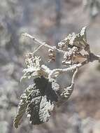 Imagem de Buddleja glomerata H. Wendl.