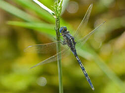 Image of Long Skimmer