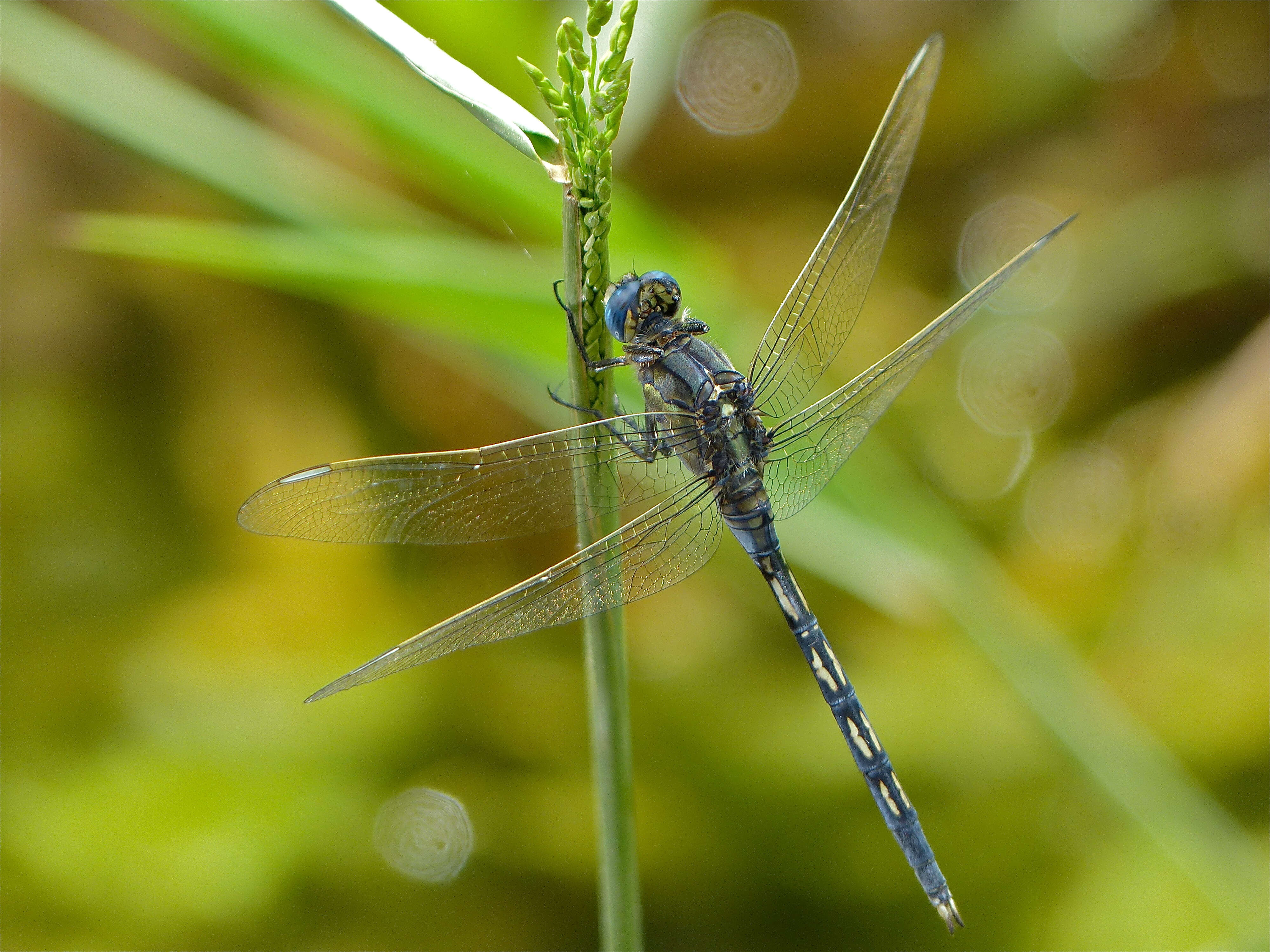 Image of Long Skimmer