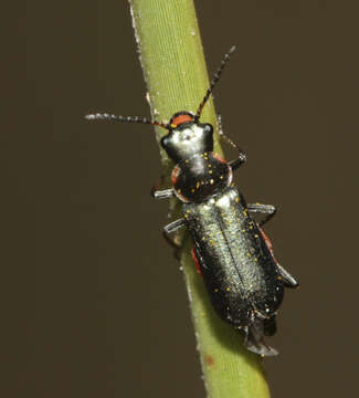 Image of Clanoptilus abdominalis