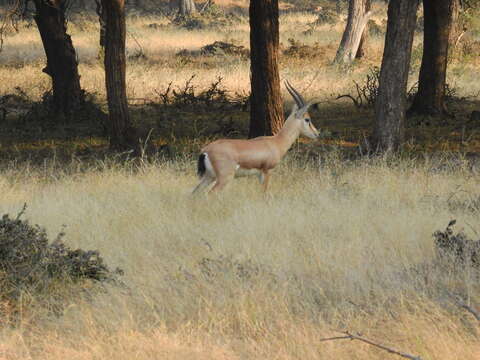 Image of Chinkara