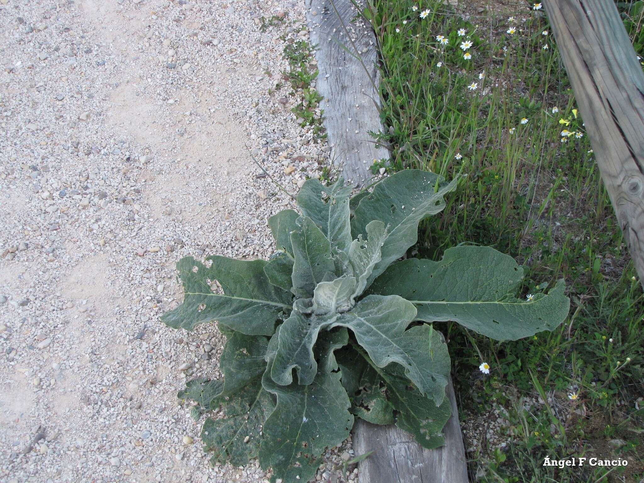 Image of broad-leaf mullein