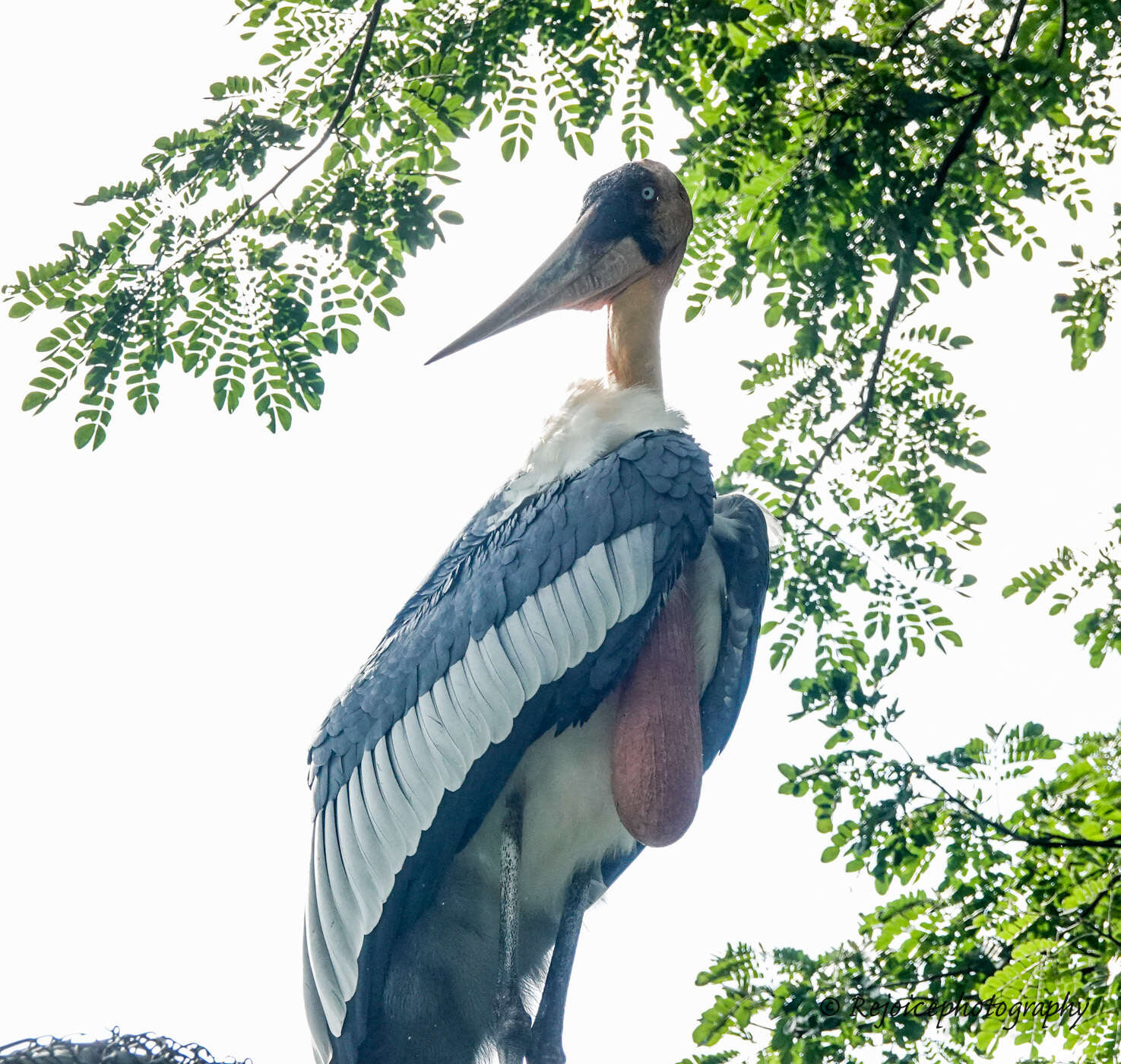 Image of Greater Adjutant