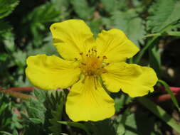 Image of silverweed cinquefoil