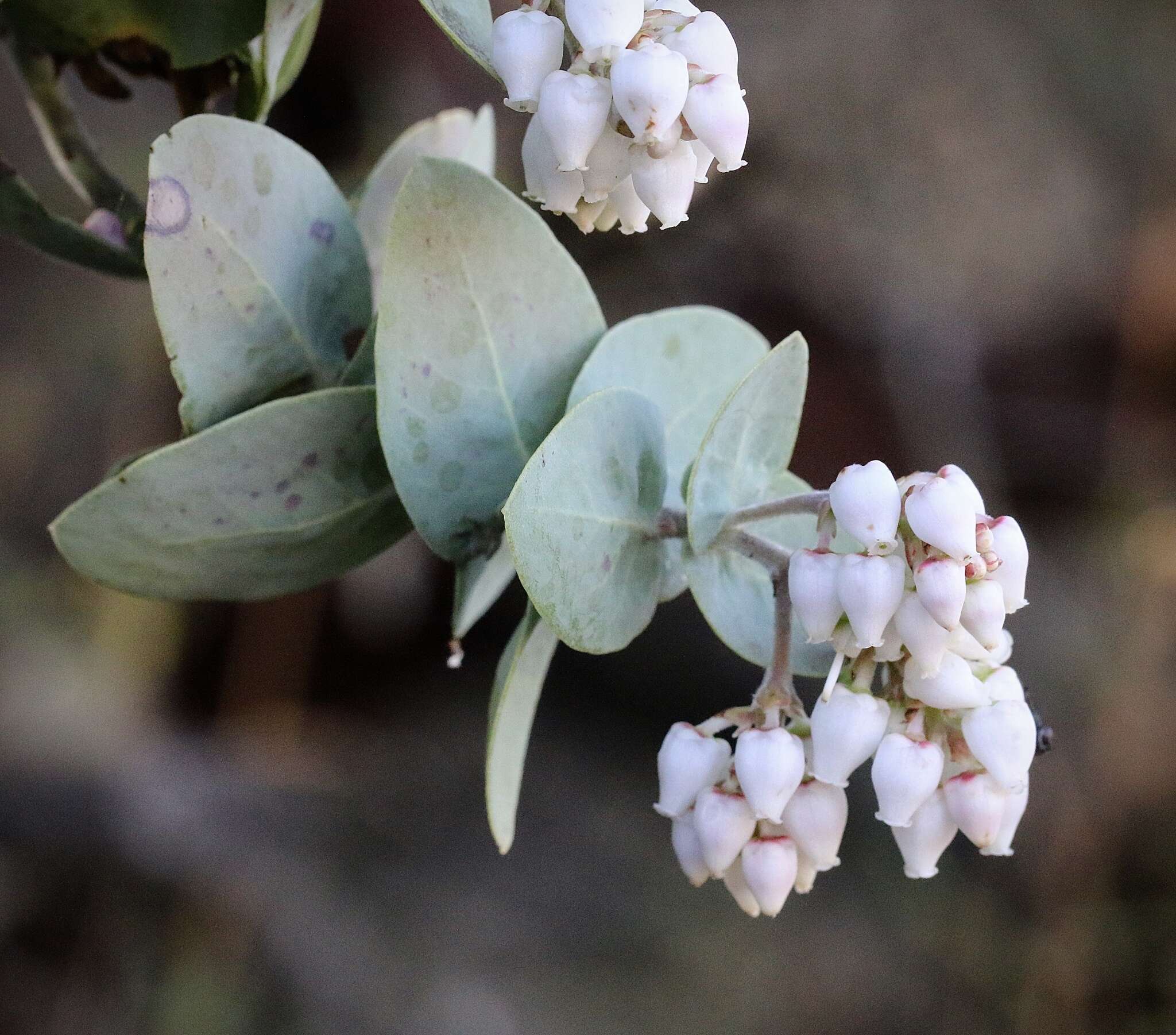 Image of Gabilan Mountains manzanita