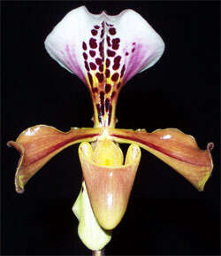 Слика од Paphiopedilum gratrixianum Rolfe