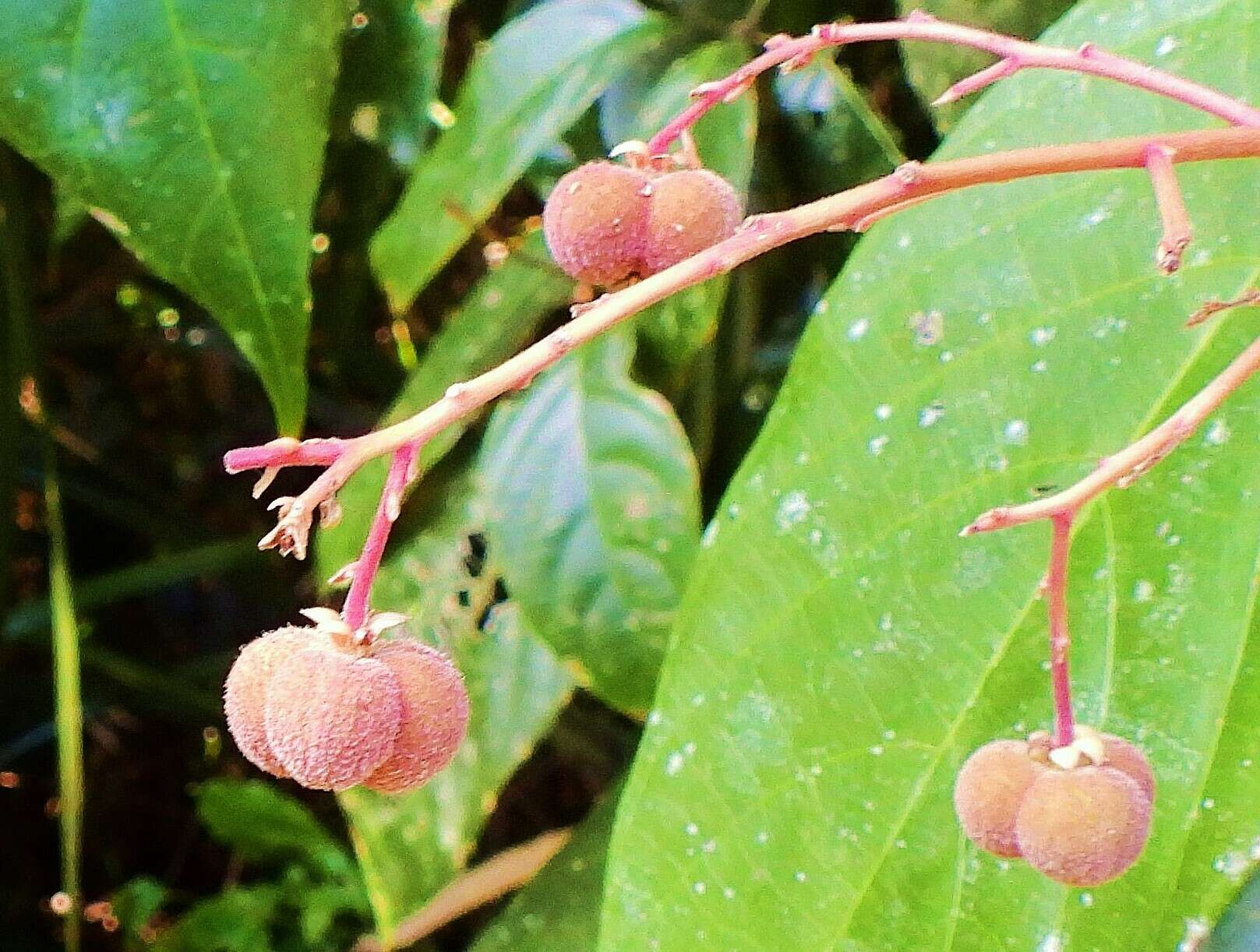 Imagem de Rockinghamia angustifolia (Benth.) Airy Shaw