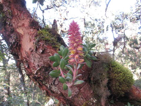 Image of Echeveria rosea Lindl.