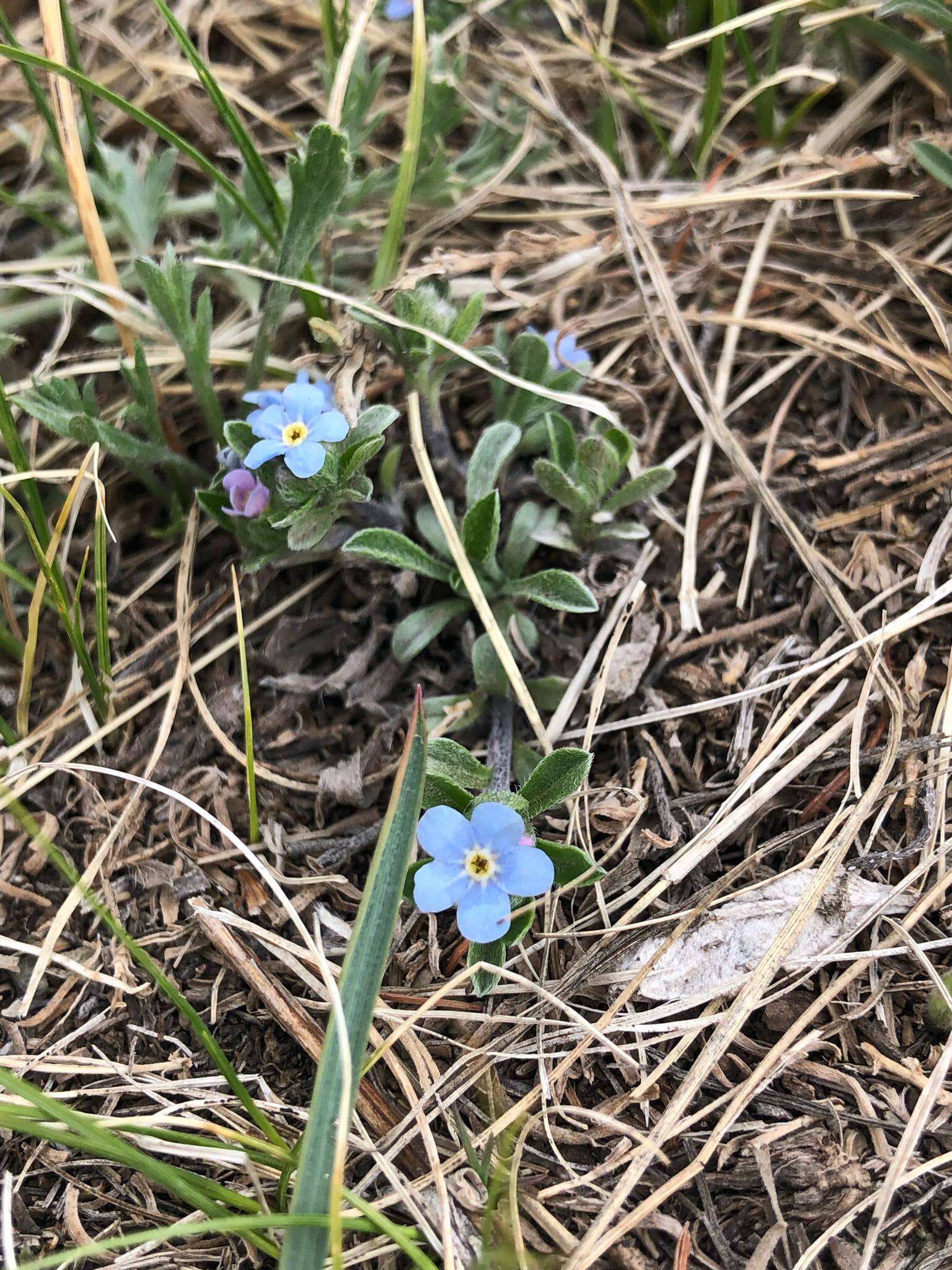 Plancia ëd Eritrichium rupestre (Pall. ex Georgi) Bunge