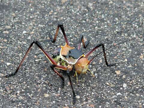 Image of Armoured Katydid