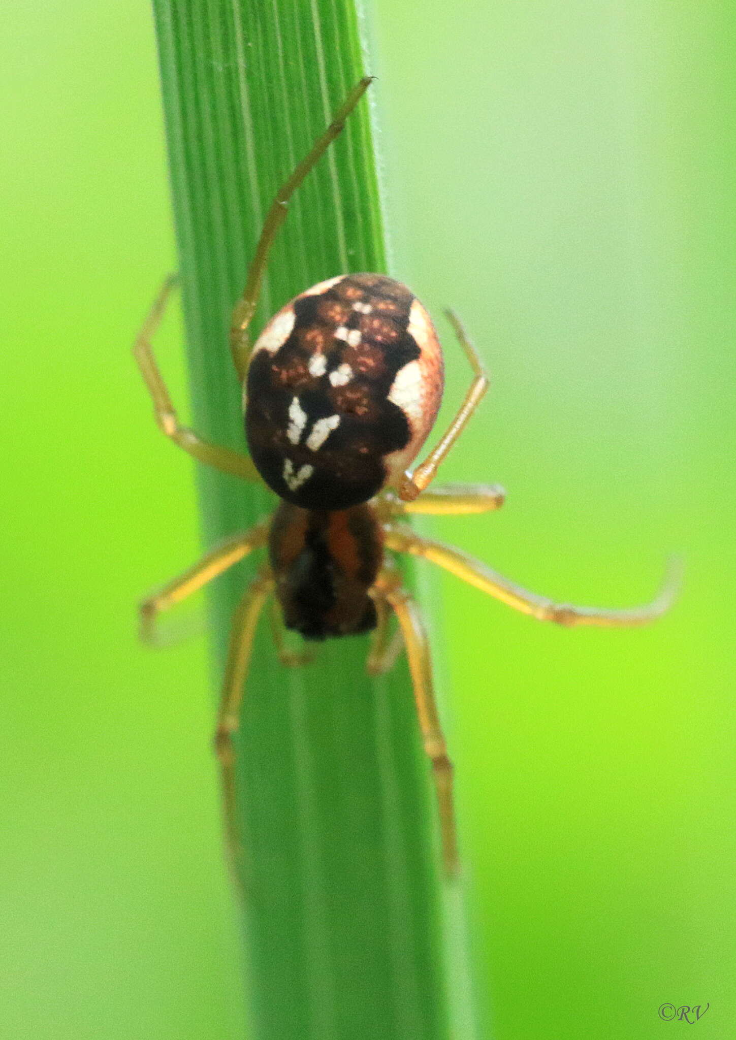 Image of Pachygnatha listeri Sundevall 1830