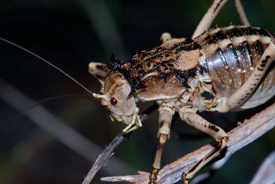 Image of Antlered Thorny Katydid