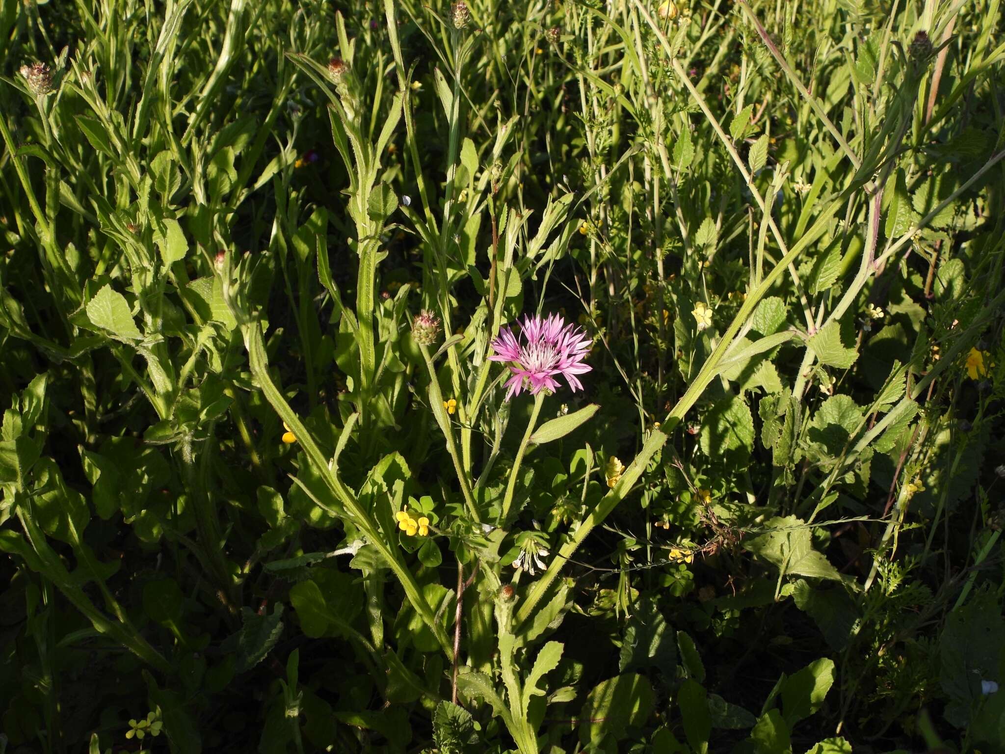 Plancia ëd Centaurea napifolia L.