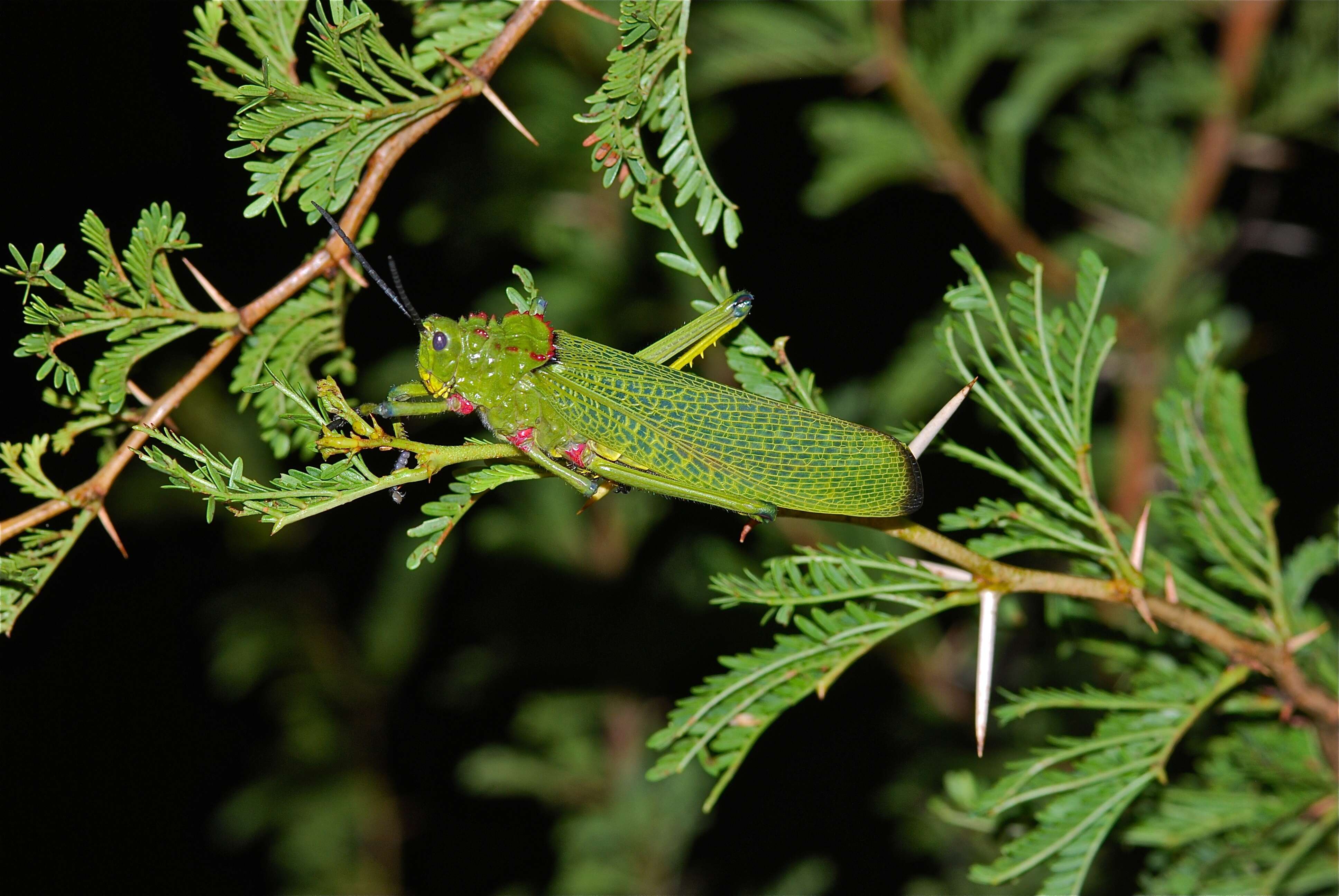 Plancia ëd Phymateus (Phymateus) viridipes Stål 1873