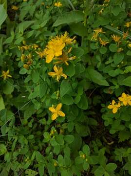 Image of spotted St. Johnswort