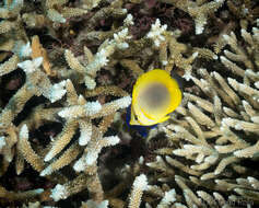 صورة Chaetodon aureofasciatus Macleay 1878