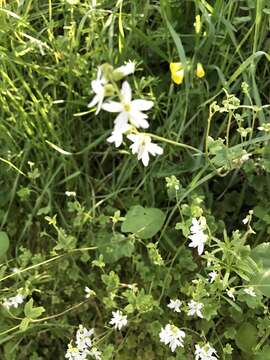 Image of hillside woodland-star