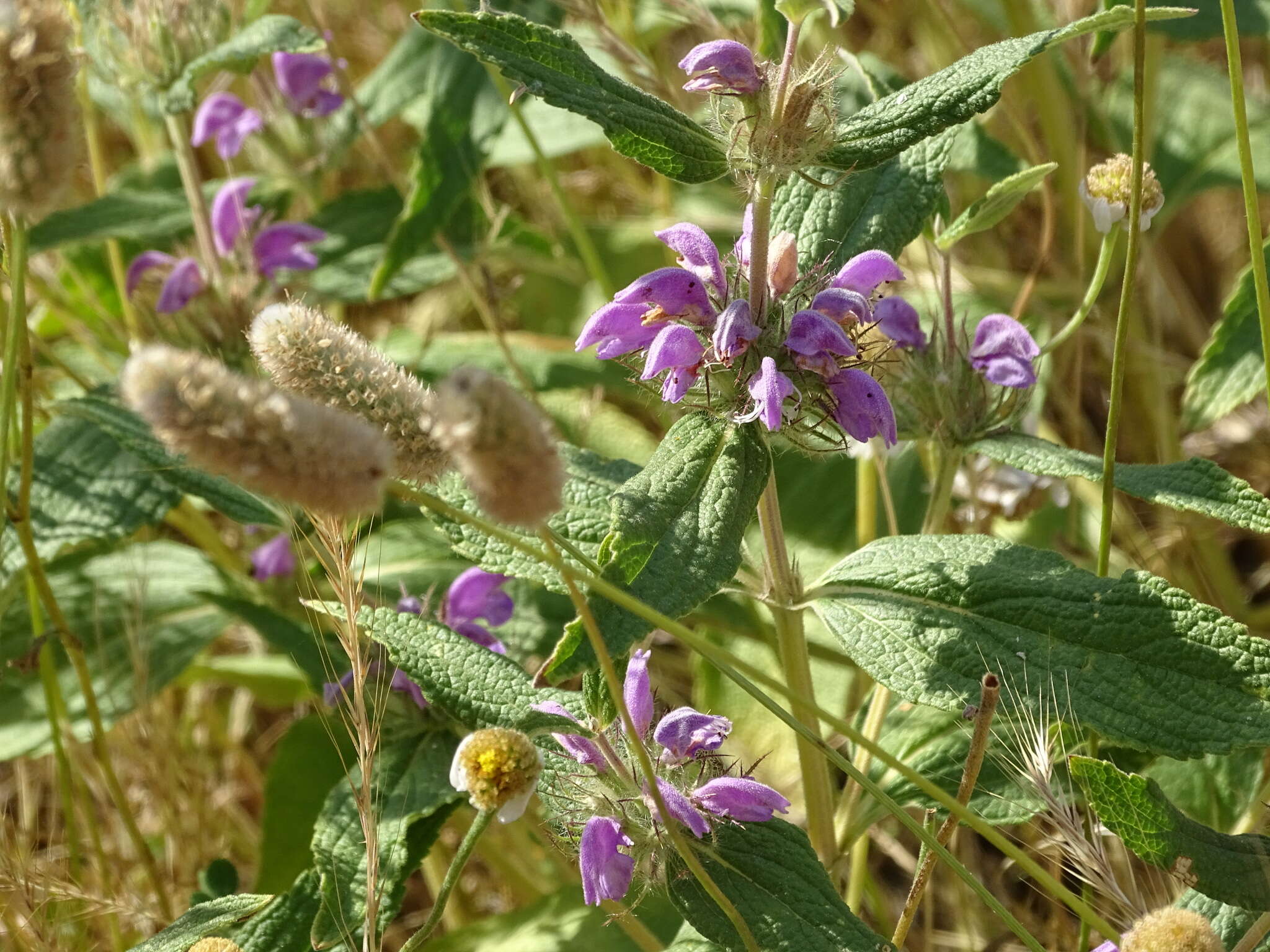 Image of Phlomis herba-venti L.