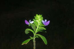 Image of Plectranthus lasianthus (Gürke) Vollesen