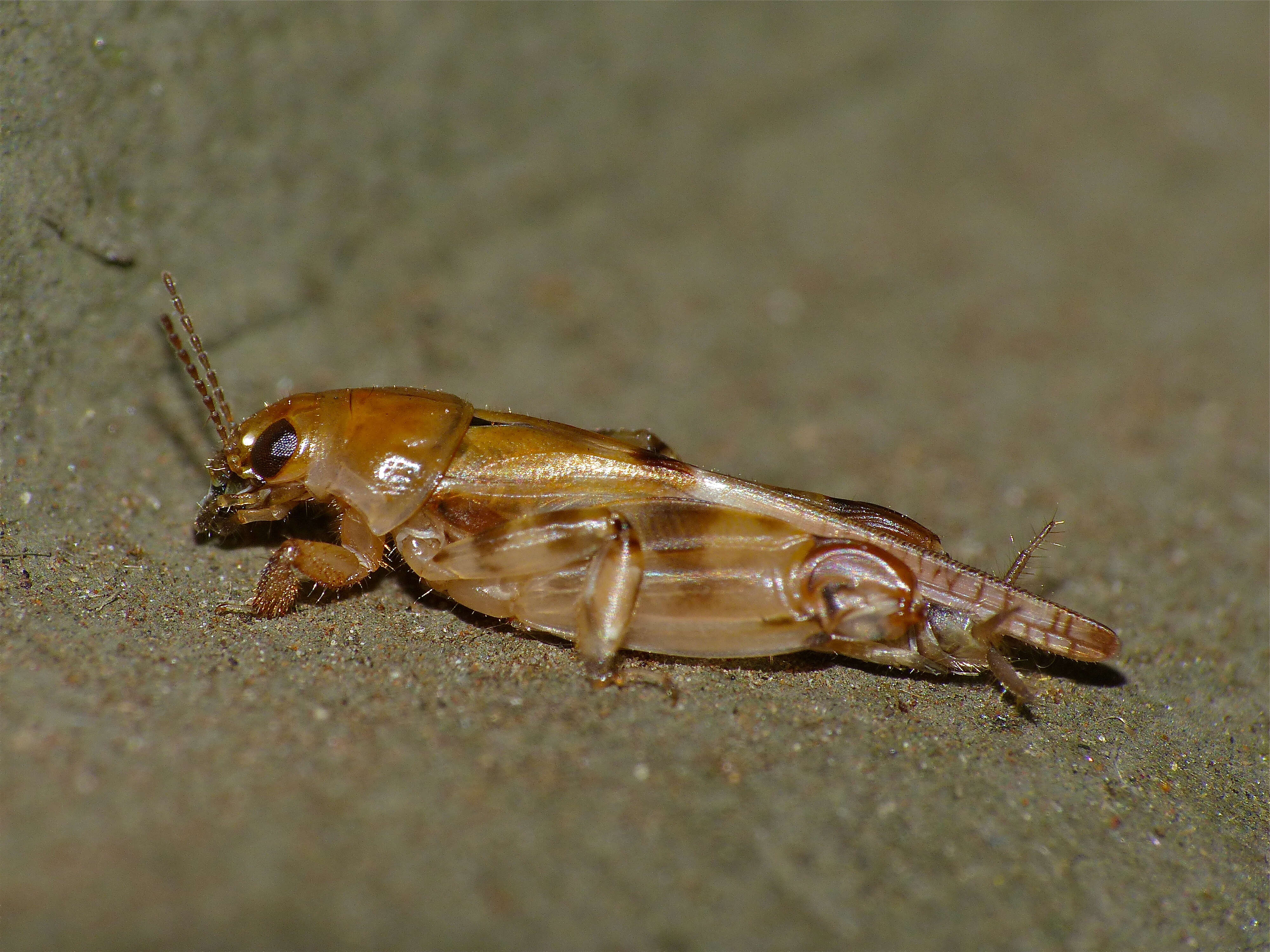 Image of Tridactylus
