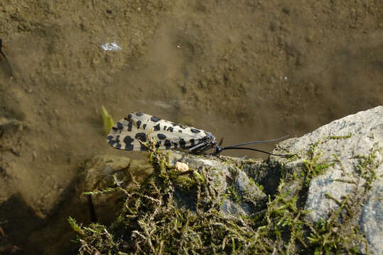 Image of Semblis phalaenoides (Linnaeus 1758)