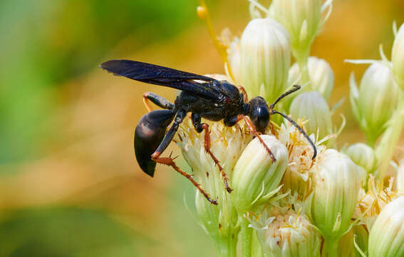 Image of Katydid Wasp