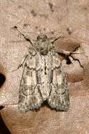 Image of Cryphia (Cryphia) fraudatricula (Hübner)