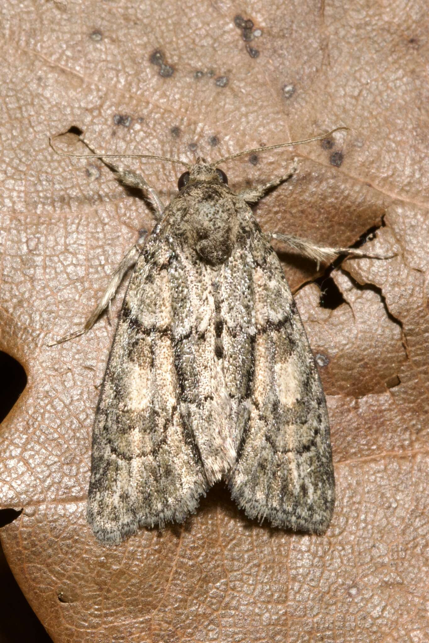 Image of Cryphia (Cryphia) fraudatricula (Hübner)