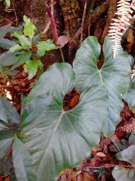 Plancia ëd Anthurium umbrosum Liebm.